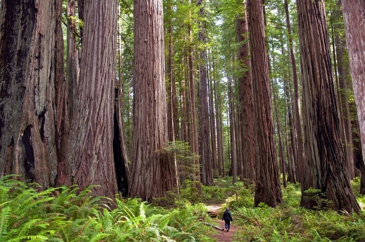 Sequoia sempervirens Coast Redwood Sequoia sempervirens mrlamarrstem