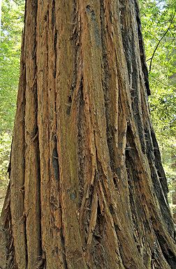 Sequoia sempervirens Sequoia sempervirens Fact Sheet