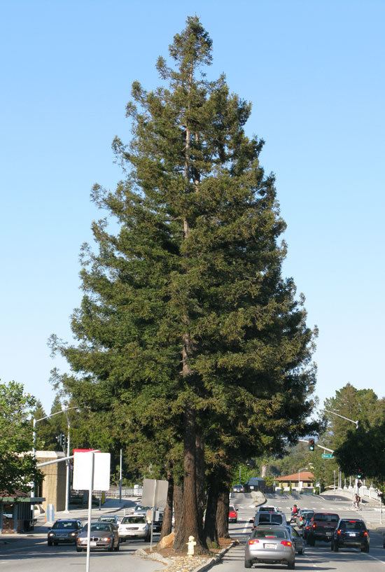 Sequoia sempervirens UFEI SelecTree A Tree Selection Guide