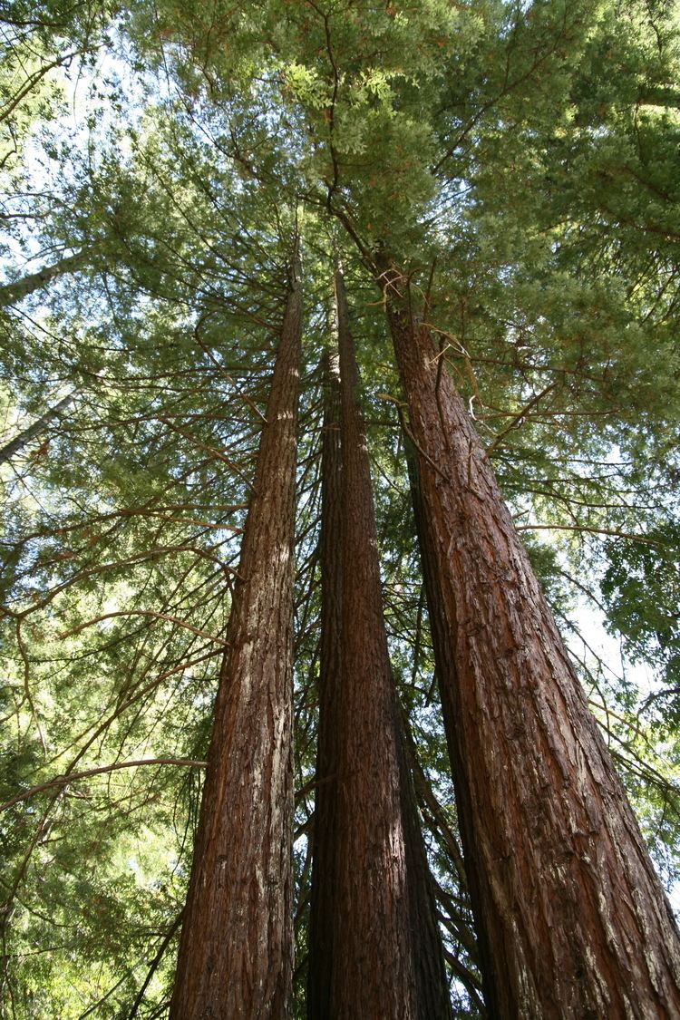 Sequoia sempervirens Sequoia sempervirens Wikimedia Commons