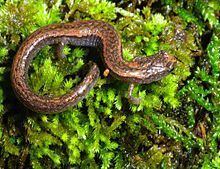 Sequoia slender salamander httpsuploadwikimediaorgwikipediacommonsthu