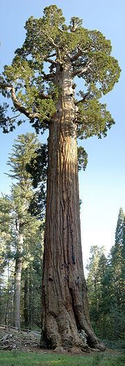 Sequoiadendron httpsuploadwikimediaorgwikipediacommonsthu