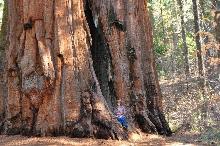 Sequoiadendron giganteum Tree Identification Sequoiadendron giganteum Giant Sequoia