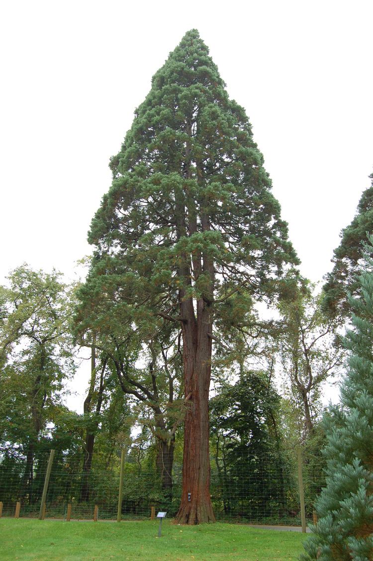Sequoiadendron giganteum FileSequoiadendron giganteum Giant Sequoia Tyler Arboretum 2000px