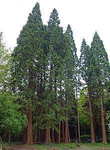Sequoioideae httpsuploadwikimediaorgwikipediacommonsthu