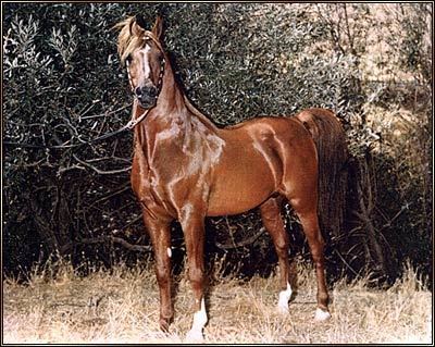 Serafix Serafix Crabbet purebred Arabian stallion