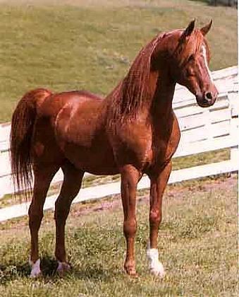 Serafix Arabian Foundation Horse Serafix