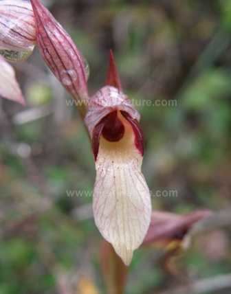 Serapias lingua Serapias lingua Tongue Orchid