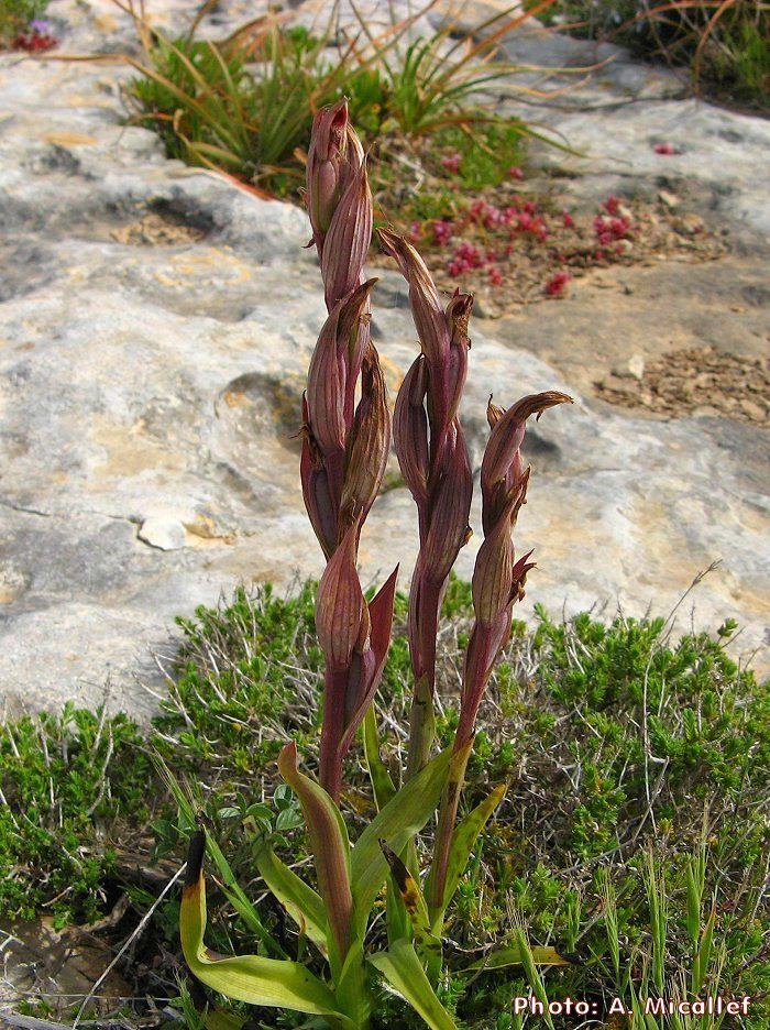 Serapias vomeracea Wild Plants of Malta amp Gozo Plant Serapias vomeracea Longlipped