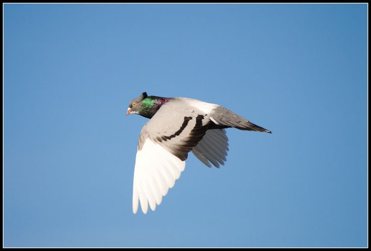 Serbian Highflyer Serbian Highflyer in flight A Serbian Highflyer pigeon in Flickr