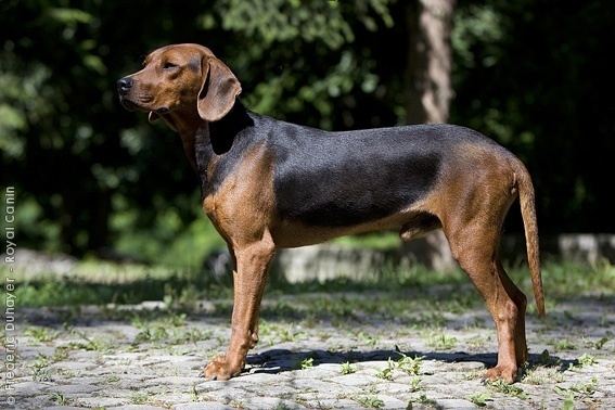 Serbian Hound 1000 images about Serbian Hounds on Pinterest Serbian Happy and