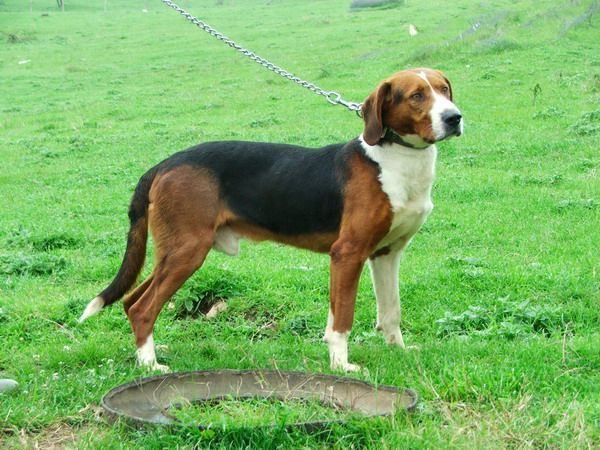 Serbian Hound 1000 images about Serbian Hound on Pinterest Flats Saddles and