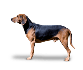 Serbian Hound Dog Breeds Serbian Hound Serbian Hound Royal Canin