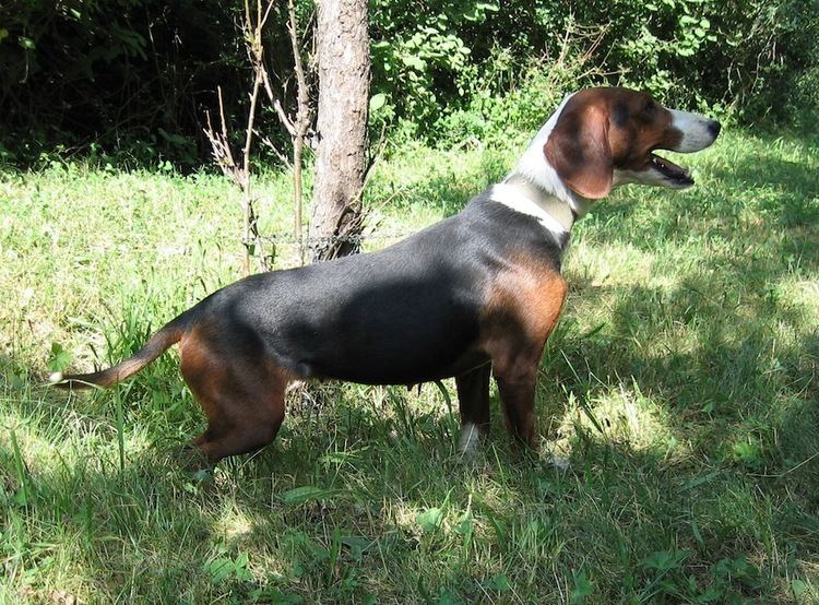 Serbian Hound Serbian Hound Dog Breed Standards