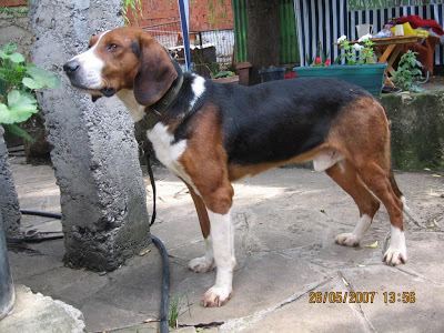 are pig ears better for a serbian tricolour hound than rawhide ears