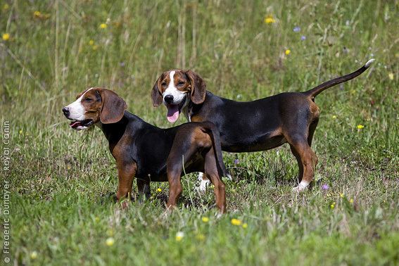 are pig ears better for a serbian tricolour hound than rawhide ears