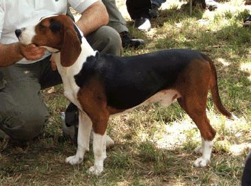 are pig ears better for a serbian tricolour hound than rawhide ears