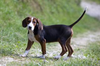 are pig ears better for a serbian tricolour hound than rawhide ears