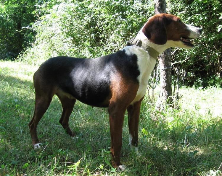 are pig ears better for a serbian tricolour hound than rawhide ears