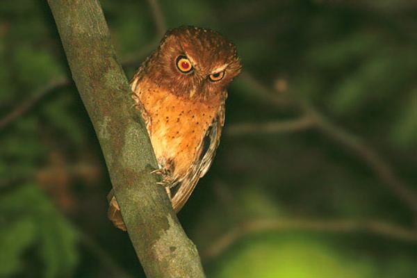 Serendib scops owl Oriental Bird Club Image Database Serendib Scops Owl Otus