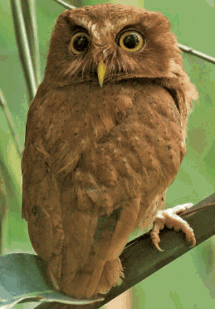 Serendib scops owl Serendib Scops Owl Otus thilohoffmanni Planet of Birds
