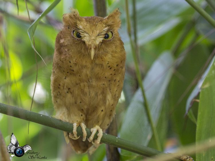 Serendib scops owl Serendib Scops Owl List of birds of Sri Lanka