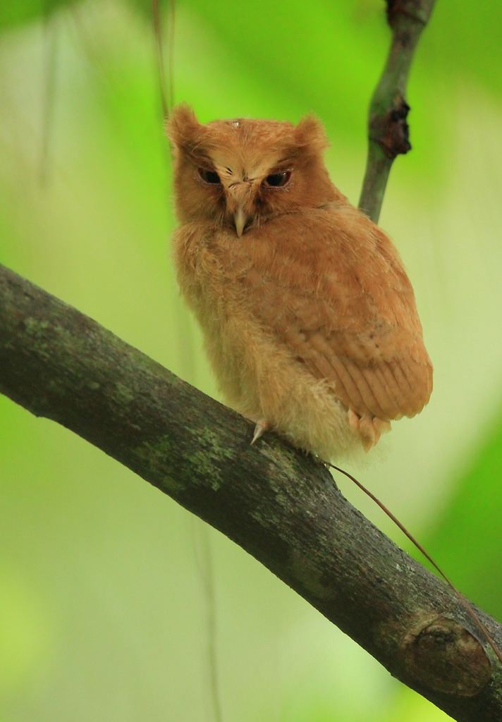 Serendib scops owl Serendib Scops Owl Endemic Sinharaja Rainforest Sri Lan Flickr