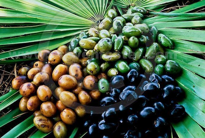 Serenoa Serenoa repens Palmpedia Palm Grower39s Guide