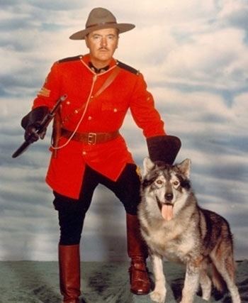 Sergeant Preston of the Yukon (TV series) Husky Hero King and Sgt Preston ARA Canine Rescue inc Siberian