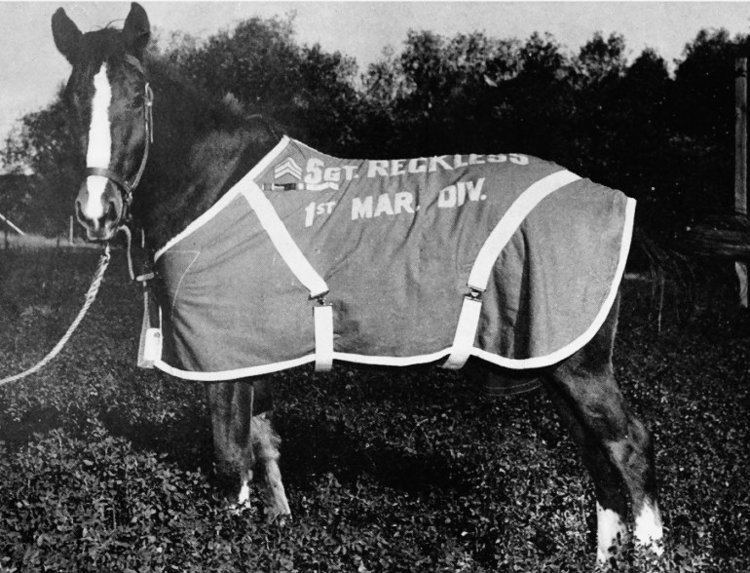 Sergeant Reckless httpsuploadwikimediaorgwikipediacommons44