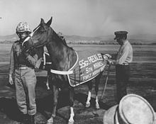 Sergeant Reckless Sergeant Reckless Wikiwand