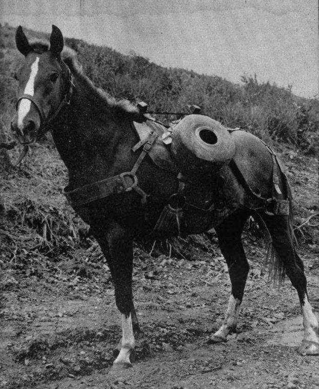 Sergeant Reckless 1000 images about Sgt Reckless USMC on Pinterest Trips Marine