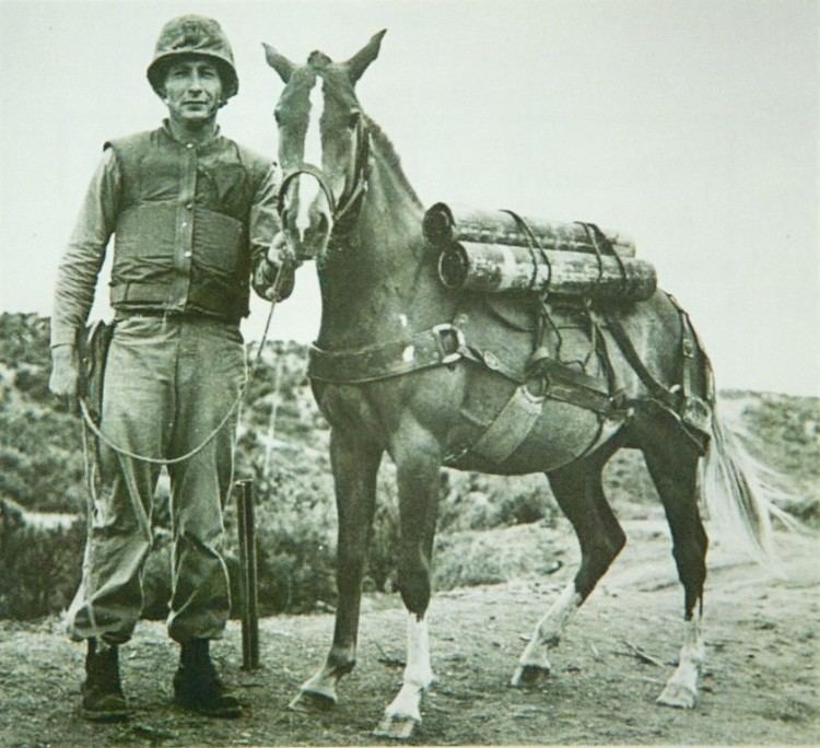 Sergeant Reckless Sergeant Reckless Wikipedia