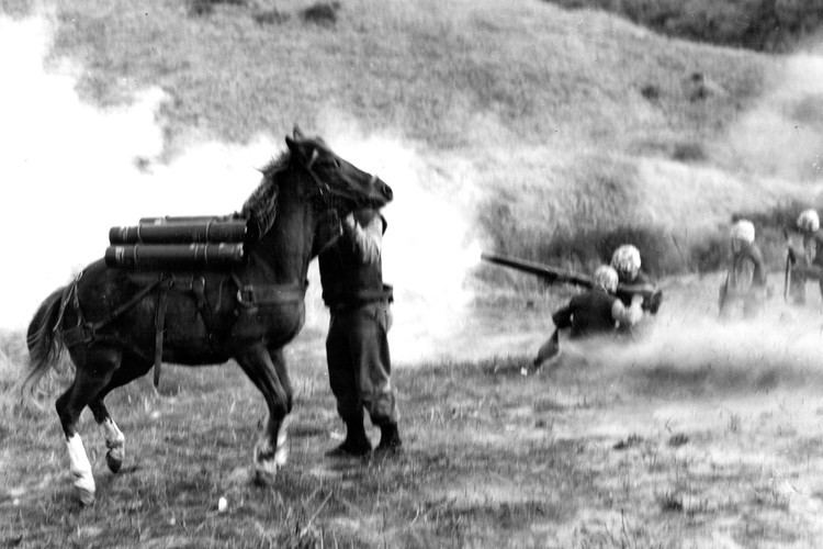 Sergeant Reckless Meet the only horse to become a Marine sergeant New York Post