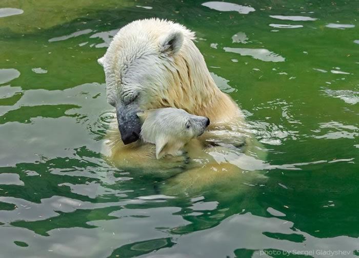 Sergei Gladyshev Cute Polar Bear Family Stock Photos By Sergei Gladyshev