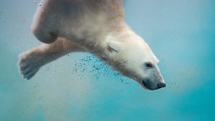 Sergei Gladyshev A polar bear plunging Sergei Gladyshev500px 1 Photo 1 Day