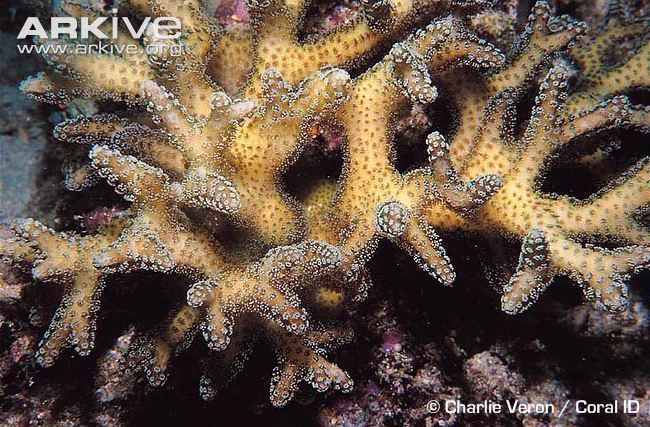 Seriatopora Birdsnest coral videos photos and facts Seriatopora caliendrum