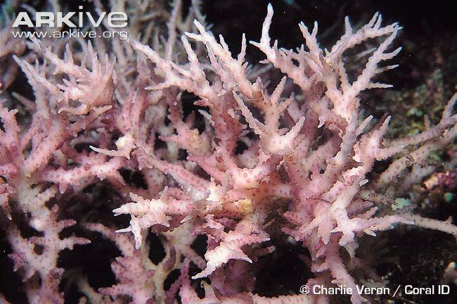 Seriatopora Thin birdsnest coral videos photos and facts Seriatopora hystrix