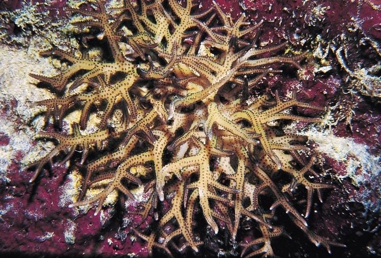 Seriatopora hystrix Seriatopora hystrix Corals of the World Photos maps and