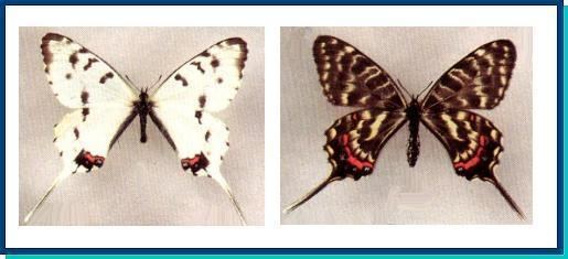 Sericinus Papilionidae Sericinus montela Gray 1852