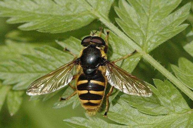 Sericomyia Sericomyia silentis Harris 1776 Checklist View