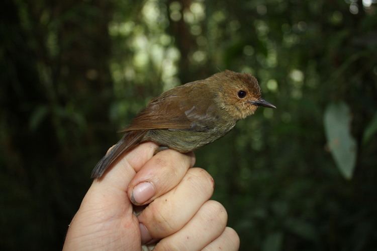 Sericornis Species New Guinea Birds