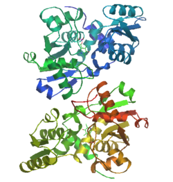 Serine racemase httpsuploadwikimediaorgwikipediacommonsthu