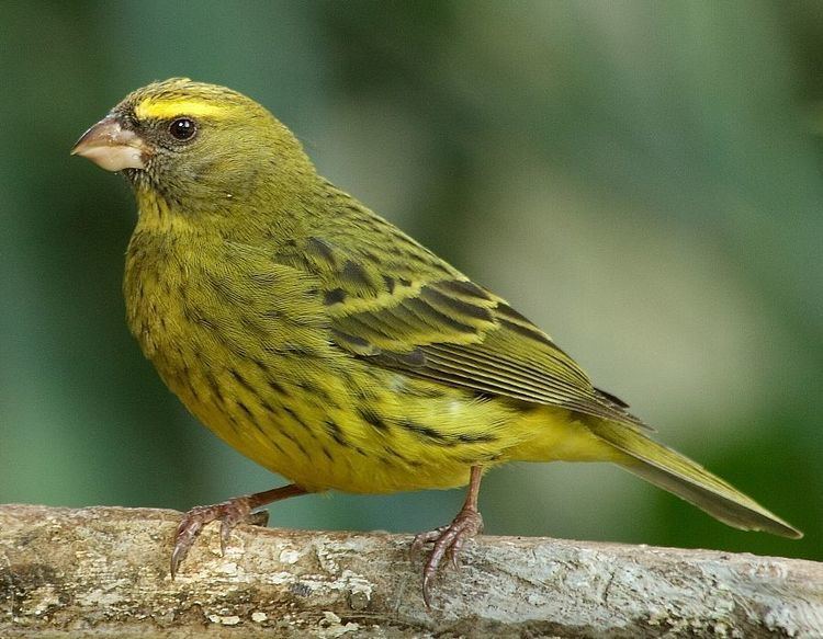 Serinus Forest canary Wikipedia