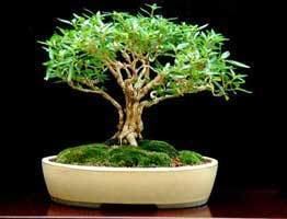 Serissa Serissa Foetida Bonsai Information MelloBonsai bonsai care