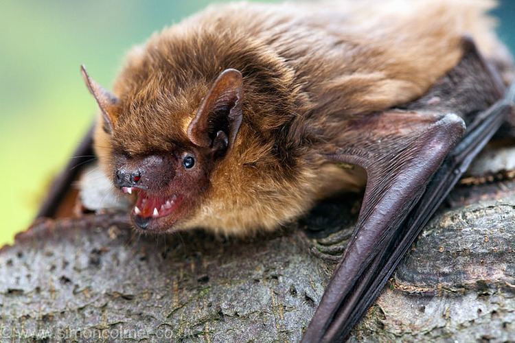 Serotine bat Serotine bat Eptesicus serotinus Captive simon colmer photography