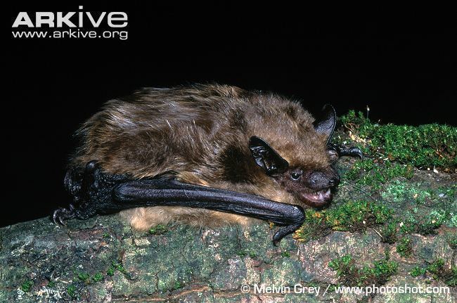 Serotine bat Serotine bat videos photos and facts Eptesicus serotinus ARKive