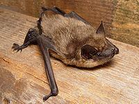 Serotine bat httpsuploadwikimediaorgwikipediacommonsthu