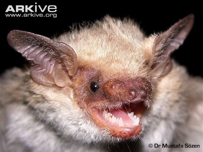 Serotine bat Serotine bat videos photos and facts Eptesicus serotinus ARKive