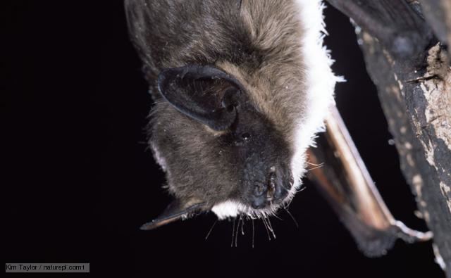 Serotine bat BBC Nature Serotine bat videos news and facts